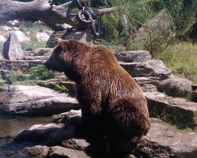 oso al lado del agua